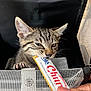 kitten, tabby, cat, pet, animal, cute, claws, whiskers, carrier, treat, hand, nibble, closeup, feline, indoor, mesh, paw, young, curious, playful