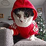 animal, architecture, armchair, building, cap, cat, chair, clothing, couch, furniture, hat, hood, hoodie, indoors, knitwear, livingroom, pet, room, sweater, sweatshirt
