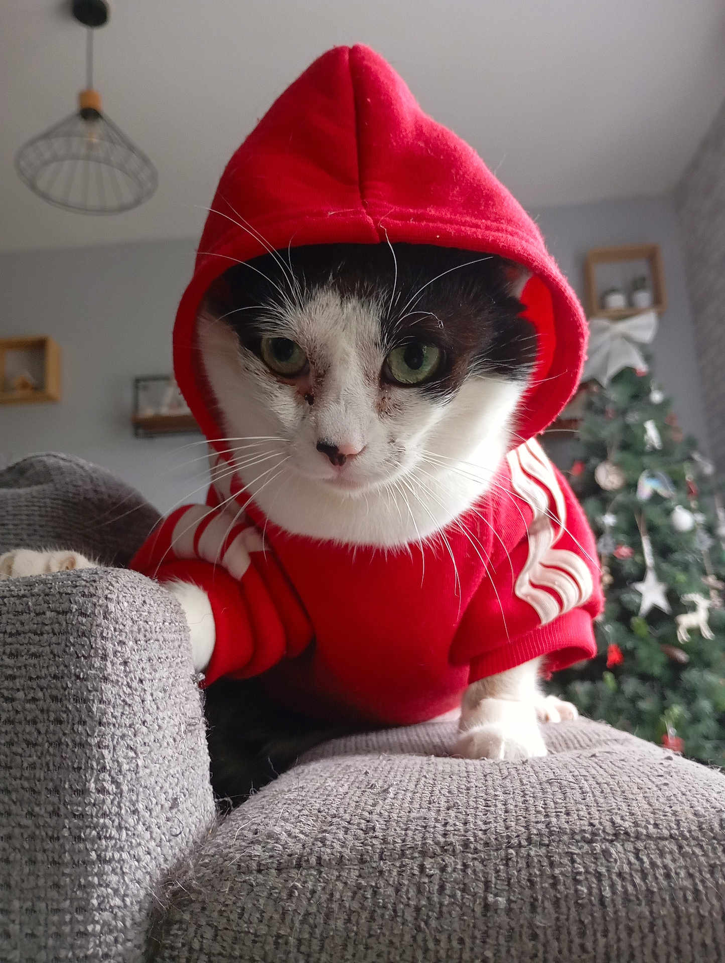 Isis a rejoint le concours — aidez-le/la à gagner de superbes lots ! animal, architecture, armchair, building, cap, cat, chair, clothing, couch, furniture, hat, hood, hoodie, indoors, knitwear, livingroom, pet, room, sweater, sweatshirt