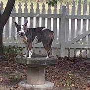 Khloe joined the competition — help win amazing prizes! dog, outdoor, tree, fence, leaf_litter, concrete_pedestal, grass, plants, yard, animal, pet, nature, daylight, standing, canine, curious, white_fence, shaded, backyard, tricolor