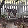 dog, outdoor, tree, fence, leaf_litter, concrete_pedestal, grass, plants, yard, animal, pet, nature, daylight, standing, canine, curious, white_fence, shaded, backyard, tricolor
