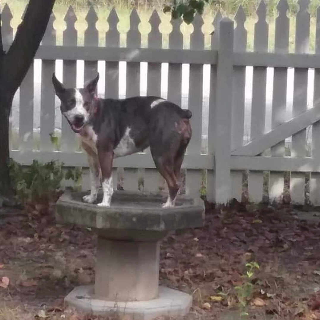 Khloe joined the competition — help win amazing prizes! dog, outdoor, tree, fence, leaf_litter, concrete_pedestal, grass, plants, yard, animal, pet, nature, daylight, standing, canine, curious, white_fence, shaded, backyard, tricolor