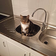 Chanelle a rejoint le concours — aidez-le/la à gagner de superbes lots ! animal, appliance, cabinet, cat, countertop, curious, domestic, faucet, fur, household, indoor, kitchen, pet, quiet, sink, sitting, stainless_steel, tabby_cat, tile_wall, whiskers