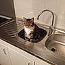 animal, appliance, cabinet, cat, countertop, curious, domestic, faucet, fur, household, indoor, kitchen, pet, quiet, sink, sitting, stainless_steel, tabby_cat, tile_wall, whiskers