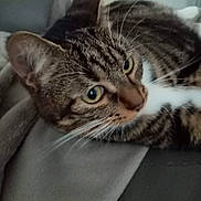 Chanelle a rejoint le concours — aidez-le/la à gagner de superbes lots ! cat, tabby, close_up, pet, animal, whiskers, eyes, fur, indoor, blanket, soft, resting, cute, cozy, feline, mammal, domestic, relaxed, gray, striped
