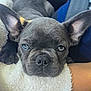 french_bulldog, puppy, dog, close_up, blue_eyes, ears, blanket, resting, cute, pet, animal, fur, indoors, cozy, soft_texture, sleepy, human_arm, companion, domestic_animal, face