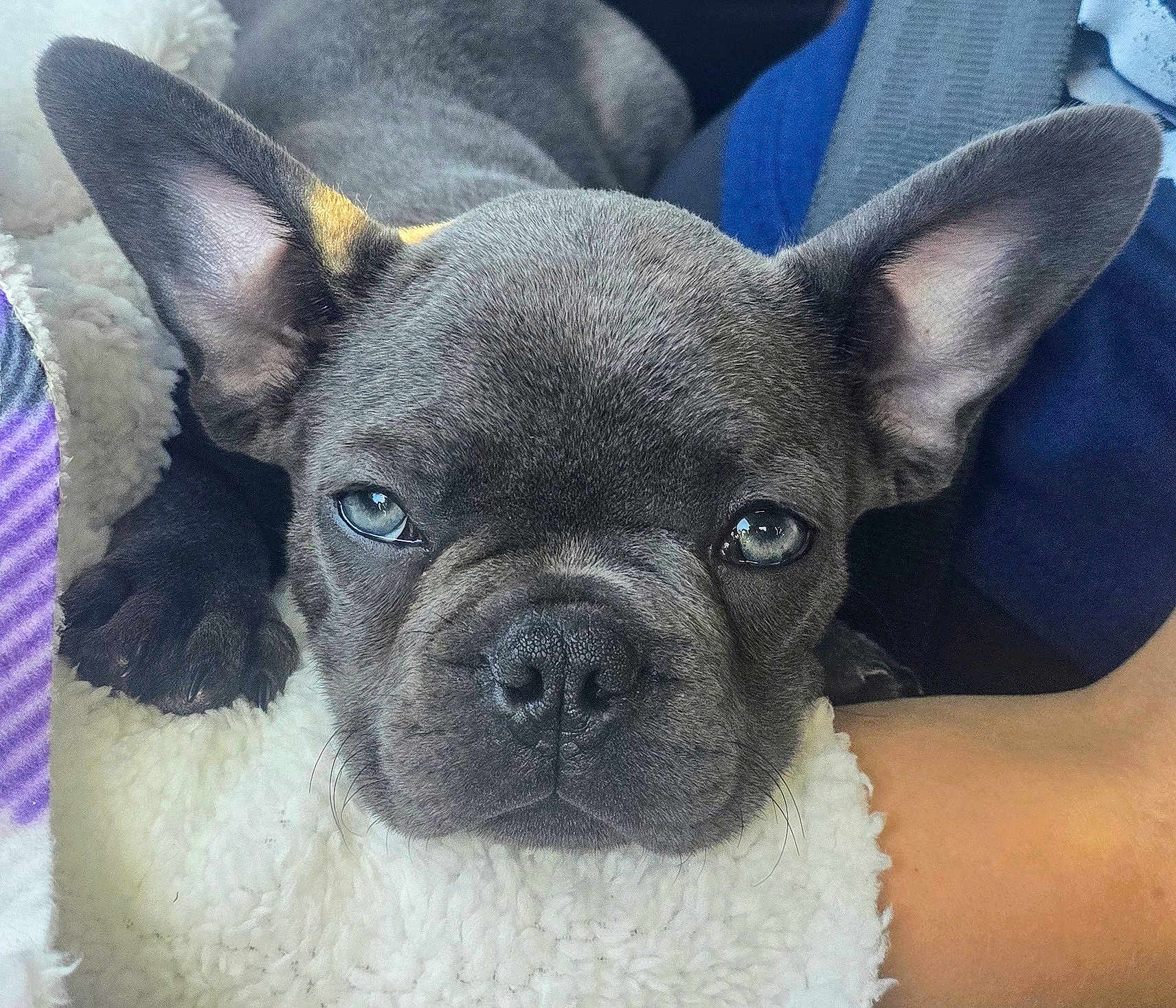 Johnny Cash is registered to the contest to win money with this photo: french_bulldog, puppy, dog, close_up, blue_eyes, ears, blanket, resting, cute, pet, animal, fur, indoors, cozy, soft_texture, sleepy, human_arm, companion, domestic_animal, face