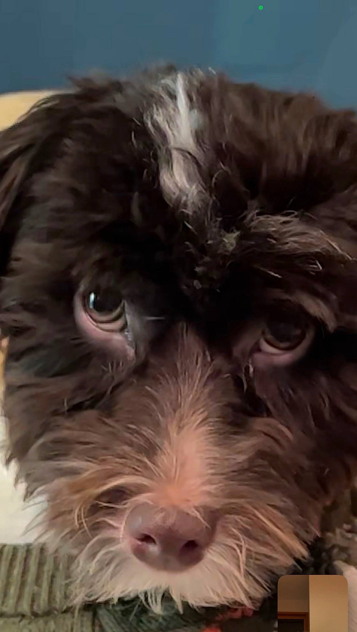 Winston is registered to the contest to win money with this photo: canidae, carnivore, companion_dog, dog, dog_breed, fur, liver, maltepoo, non_sporting_group, puppy, schnauzer, small_terrier, snout, sporting_group, terrestrial_animal, terrier, toy_dog, water_dog, working_animal, yorkipoo