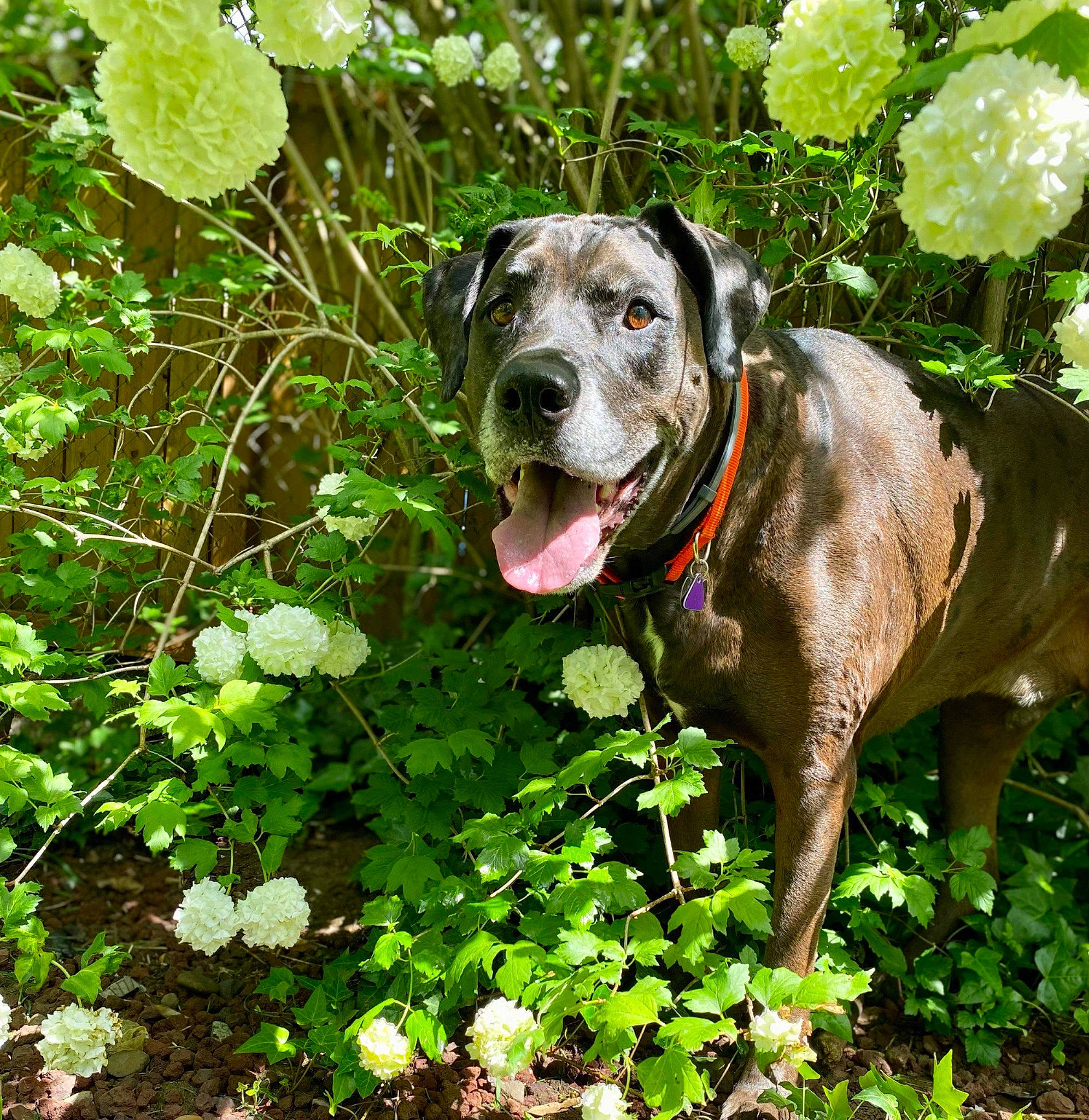 Jaeger is registered to the contest to win money with this photo: annual_plant, canidae, carnivore, collar, companion_dog, dog, dog_breed, dog_collar, fawn, flower, grass, groundcover, herb, plant, shrub, snout, sporting_group, whiskers, working_animal, working_dog