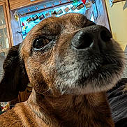 Spike joined the competition — help win amazing prizes! dog, close_up, indoors, brown_fur, nose, curious, decorations, wooden_cabinet, lights, colorful, pet, animal, fur_texture, snout, ears, eye, cozy, background, house, portrait