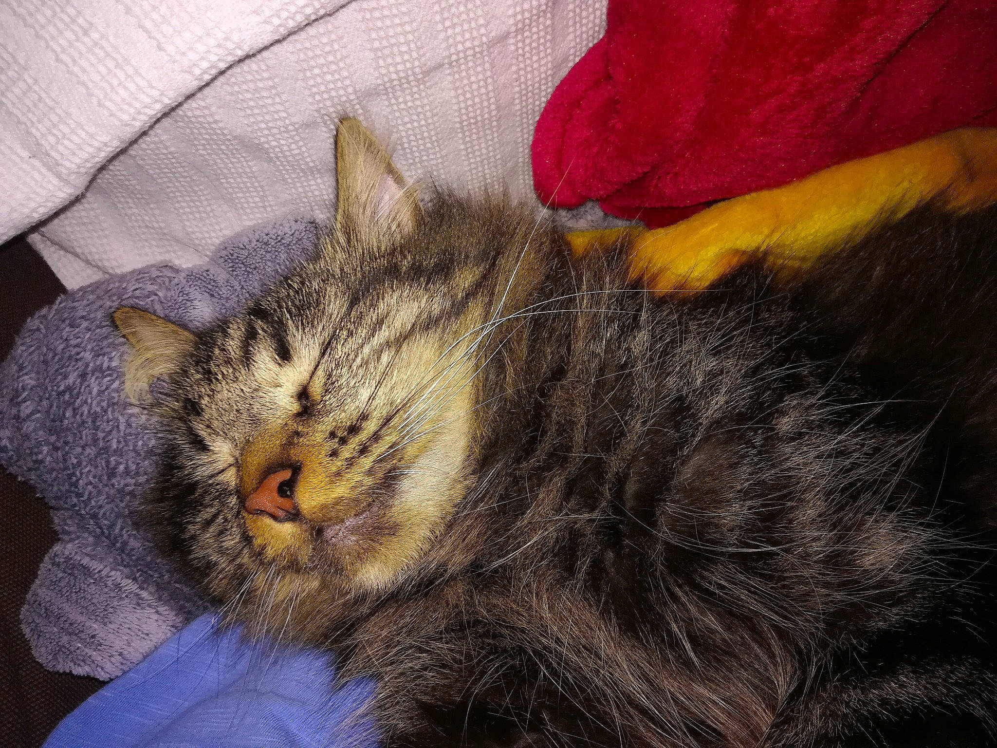 Oxo participe au concours pour gagner de l'argent avec cette photo : carnivore, cat, domestic_long_haired_cat, domestic_short_haired_cat, ear, european_shorthair, eye, felidae, fur, kitten, nap, norwegian_forest_cat, nose, sleep, small_to_medium_sized_cats, snout, tabby_cat, tail, whiskers