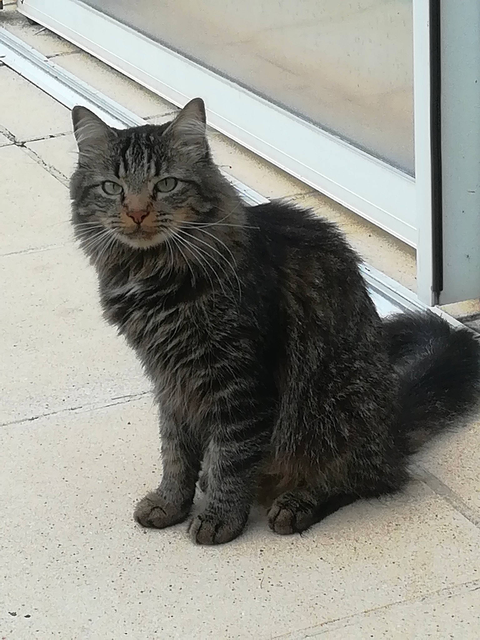 Oxo a rejoint le concours — aidez-le/la à gagner de superbes lots ! asian, british_semi_longhair, carnivore, cat, cymric, domestic_long_haired_cat, domestic_short_haired_cat, dragon_li, european_shorthair, felidae, maine_coon, mammal, norwegian_forest_cat, small_to_medium_sized_cats, snout, tabby_cat, tail, vertebrate, whiskers, wild_cat