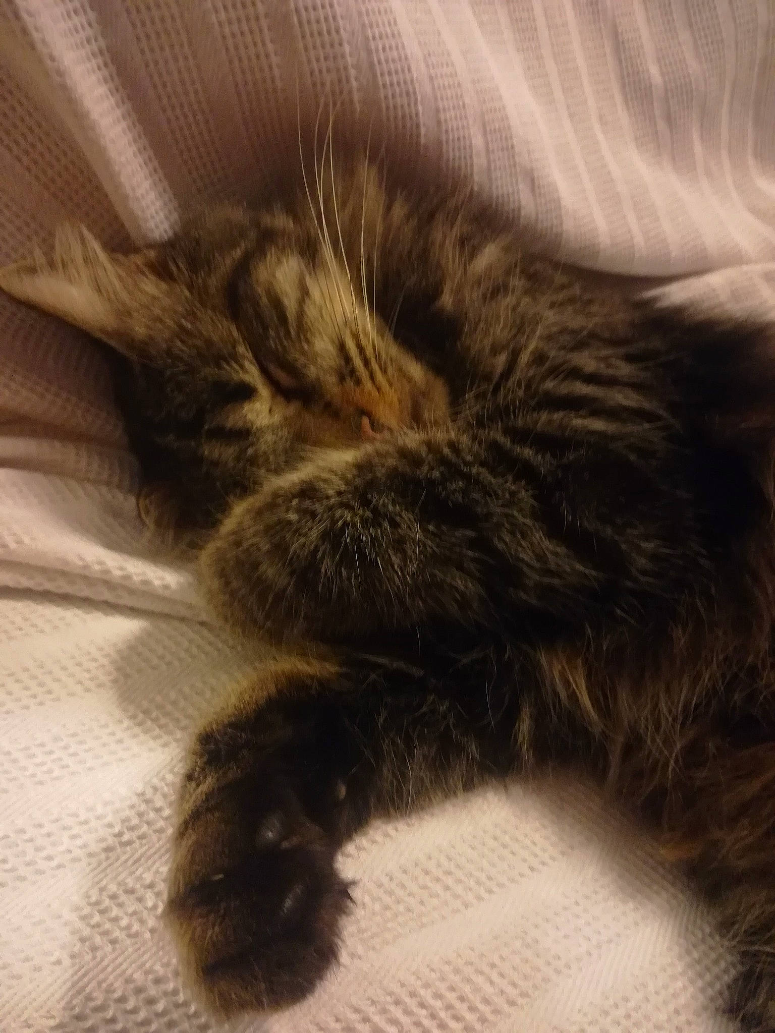 Oxo a rejoint le concours — aidez-le/la à gagner de superbes lots ! carnivore, cat, claw, domestic_long_haired_cat, felidae, fur, maine_coon, nap, norwegian_forest_cat, paw, polydactyl_cat, sleep, small_to_medium_sized_cats, tail, whiskers