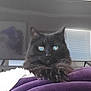 cat, black_cat, blue_eyes, fluffy, pet, indoor, blanket, purple_blanket, furniture, television, wall_art, painting, animal, cute, domestic_animal, portrait, sitting, relaxed, cozy, household