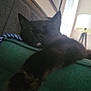cat, black_cat, sleeping, paw, couch, indoor, lamp, window_blinds, cozy, relaxing, feline, pet, fur, home, resting, animal, mammal, soft_light, furniture, nap