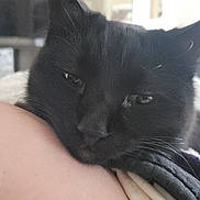Reese is registered to the contest to win money with this photo: cat, black_cat, close_up, resting, indoor, person, skin, arm, feline, pet, whiskers, fur, cozy, relaxed, animal, companion, soft_light, blurred_background, domestic, cute