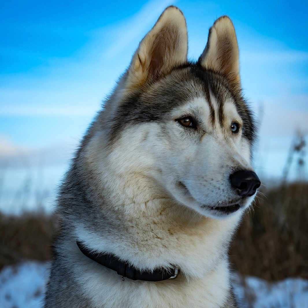 Iris participe au concours pour gagner de l'argent avec cette photo : dog, siberian_husky, animal, pet, fur, collar, outdoor, snow, winter, sky, blue_sky, nature, portrait, mammal, canine, ears, face, closeup, heterochromia, leash