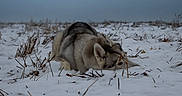 Iris participe au concours pour gagner de l'argent avec cette photo : animal, animal_portrait, canine, cold, daytime, dog, field, fur, grass, gray_sky, husky, landscape, laying_down, nature, outdoor, peaceful, quiet, resting, snow, winter