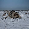 Iris participe au concours pour gagner de l'argent avec cette photo : dog, husky, snow, field, winter, outdoor, animal, nature, resting, cold, gray_sky, fur, laying_down, grass, quiet, peaceful, landscape, animal_portrait, daytime, canine