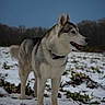 Iris participe au concours pour gagner de l'argent avec cette photo : husky, dog, snow, outdoor, animal, canine, winter, field, nature, fur, pet, mammal, landscape, cold, forest, happy, standing, collar, blue_sky, daylight