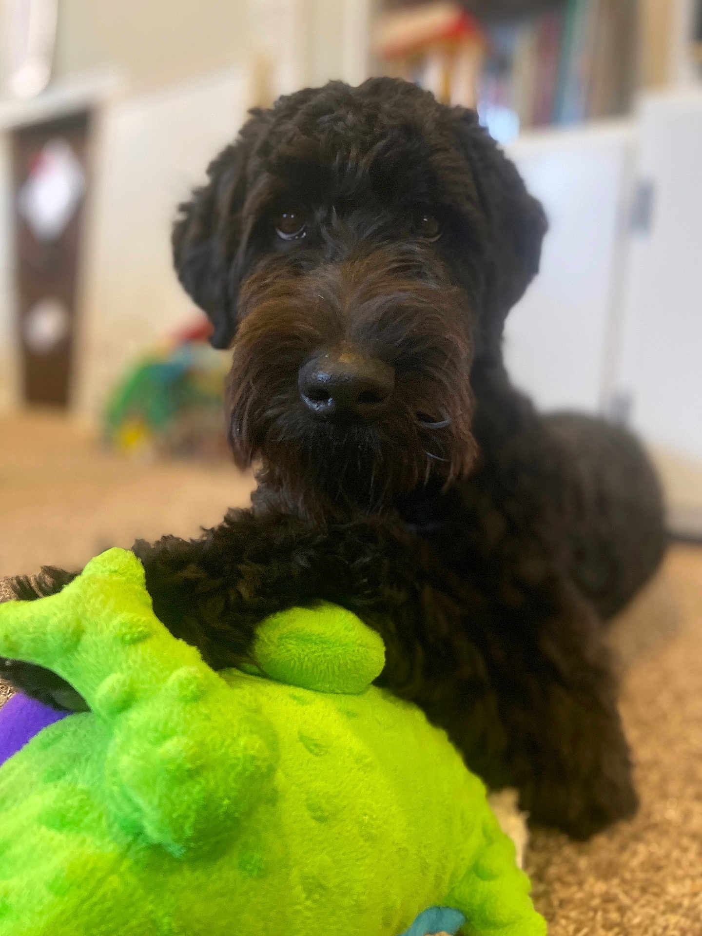Charlie Nelson is registered to the contest to win money with this photo: affenpinscher, animal, ball, canine, cockerspaniel, dog, football, hound, pet, plush, poodle, puppy, soccer, soccerball, sport, tennis, tennisball, terrier, toy, whitedog