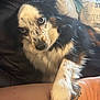 Eliza joined the competition — help win amazing prizes! affection, animal, arm, black_fur, blue_eyes, brown_fur, closeup, companion, couch, cozy, cushion, dog, fur, indoor, looking_up, paw, pet, resting, tattoo, white_fur