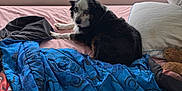 Eliza joined the competition — help win amazing prizes! animal, bed, black_and_white, blanket, cozy, curious, dog, domestic_animal, fur, home, indoor, looking, lying_down, pet, pillow, relaxed, resting, sheet, window, window_blinds