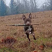 Potato joined the competition — help win amazing prizes! animal, autumn, brown_dog, canine, daytime, dog, ears, field, fur, grass, jumping, leafless_trees, mouth, nature, outdoor, playful, running, sky, stick, trees