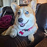 dog, corgi, heterochromia, blue_eye, brown_eye, pet, collar, tag, couch, leather, indoor, living_room, smiling, happy, paw, fur, ears, household, furniture, relaxed