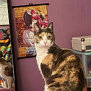 Lilly joined the competition — help win amazing prizes! cat, calico_cat, pet, animal, portrait, sitting, staring, green_eyes, whiskers, ears, fur, indoor, room, purple_wall, artwork, framed_picture, colorful, suitcase, storage_bins, home_decor