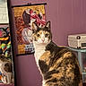 cat, calico_cat, pet, animal, portrait, sitting, staring, green_eyes, whiskers, ears, fur, indoor, room, purple_wall, artwork, framed_picture, colorful, suitcase, storage_bins, home_decor