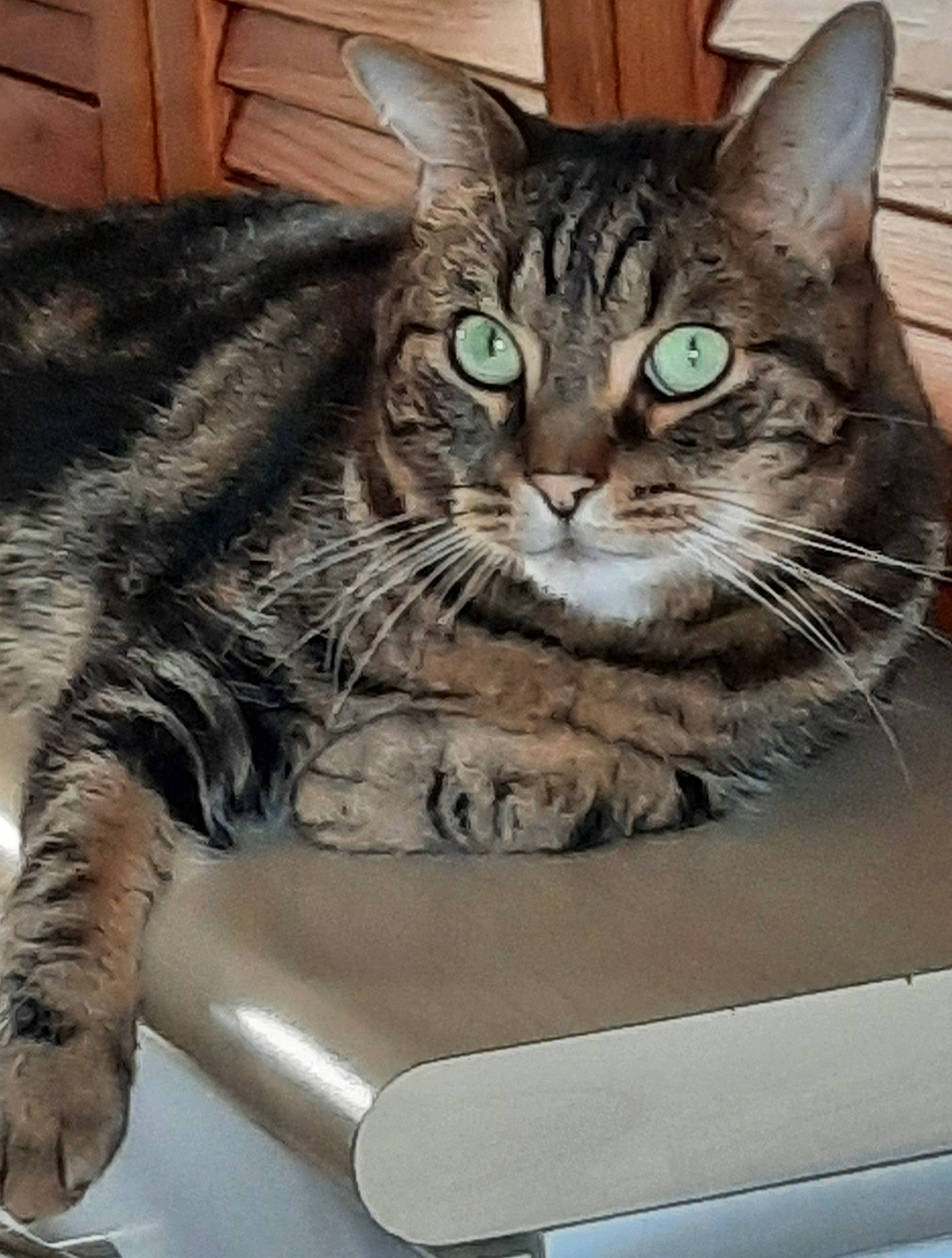 Petit participe au concours pour gagner de l'argent avec cette photo : carnivore, cat, cat_supply, claw, domestic_short_haired_cat, door, felidae, fur, paw, small_to_medium_sized_cats, snout, vehicle, whiskers, wildlife, window, windshield