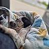 Sky Blue is registered to the contest to win money with this photo: puppy, dog, sleeping, blanket, cozy, resting, fur, cute, snug, indoor, warm, animal, pet, soft, closeup, comfort, relaxing, sleep, young_dog, peaceful
