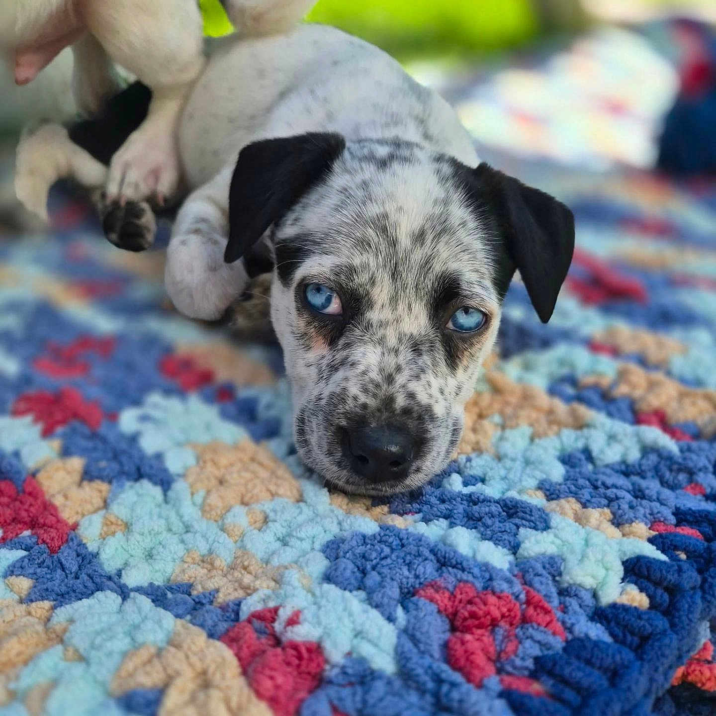 Sky Blue is registered to the contest to win money with this photo: puppy, dog, blue_eyes, lying_down, colorful_rug, texture, outdoor, grass, playful, cute, animal, pet, young, fur, ear, nose, paw, background, closeup, resting