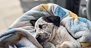 Sky Blue is registered to the contest to win money with this photo: puppy, dog, sleeping, blanket, cozy, closeup, indoor, car, resting, cute, fur, animal, pet, snug, relaxation, soft, young, comfort, peaceful, portrait