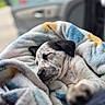 puppy, dog, sleeping, blanket, cozy, closeup, indoor, car, resting, cute, fur, animal, pet, snug, relaxation, soft, young, comfort, peaceful, portrait