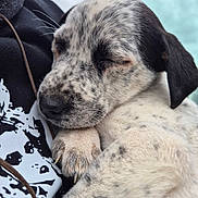 Sky Blue joined the competition — help win amazing prizes! puppy, dog, sleeping, close_up, spotted_fur, black_and_white, animal, pet, cuddling, outdoor, car_door, person, hand, fur, cute, young, resting, calm, soft, portrait