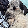 puppy, dog, sleeping, close_up, spotted_fur, black_and_white, animal, pet, cuddling, outdoor, car_door, person, hand, fur, cute, young, resting, calm, soft, portrait