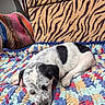 Sky Blue is registered to the contest to win money with this photo: puppy, dog, sleeping, blanket, crocheted_blanket, tiger_stripe_pattern, cushion, knitted_throw, indoor, cozy, resting, small_dog, black_and_white_dog, colorful, home, pet, fur, cute, animal, relaxing