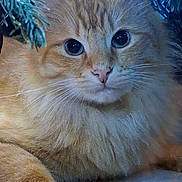 Lino participe au concours pour gagner de l'argent avec cette photo : animal, blue_tinsel, cat, christmas, close_up, fluffy, holiday, indoors, kitten, large_eyes, long_hair, lying_down, orange_cat, paw, pet, pink_nose, portrait, shoe, tabby, whiskers