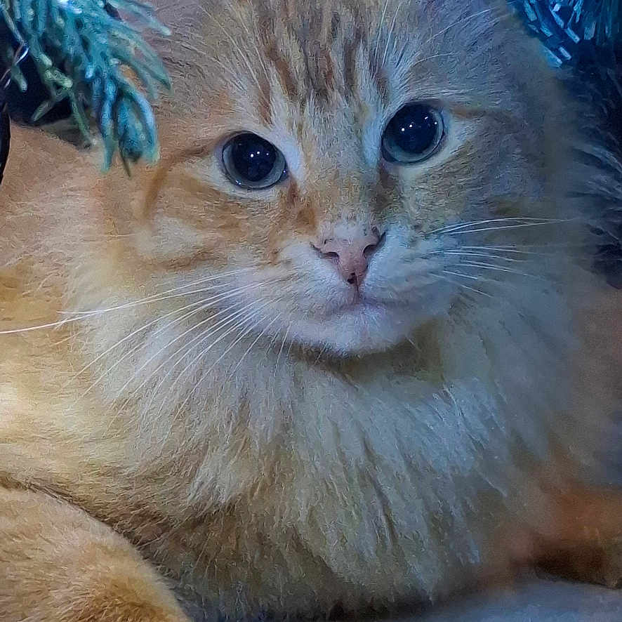 Lino