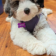 Viper joined the competition — help win amazing prizes! animal, black, brown, canine, close_up, curious, cute, dog, domestic_animal, fluffy, fur, harness, indoor, lying_down, name_tag, pet, puppy, white, wooden_floor, young_dog
