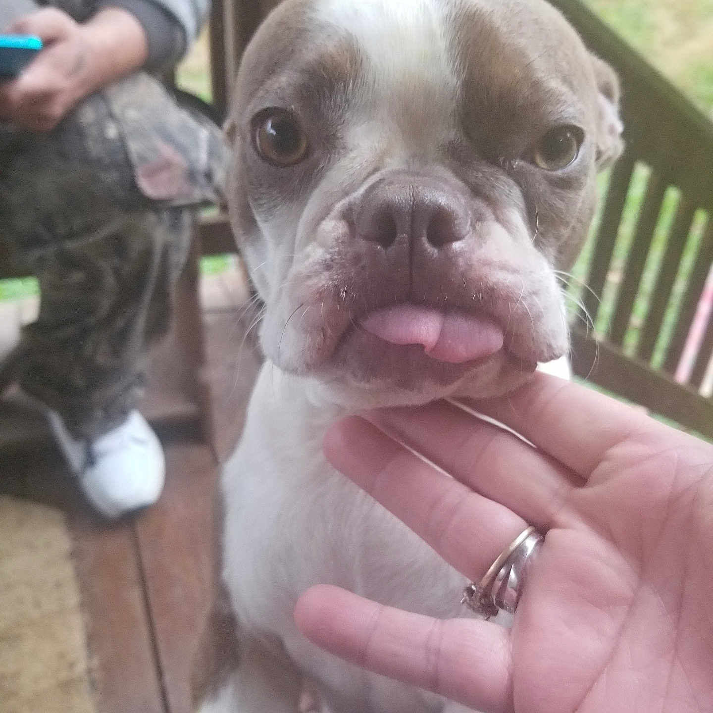 Gaylynn is registered to the contest to win money with this photo: dog, close_up, tongue_out, hand, rings, person, camo_pants, white_shoes, wooden_porch, outdoor, pet, animal, face, cute, playful, expression, canine, domestic_animal, human_hand, background