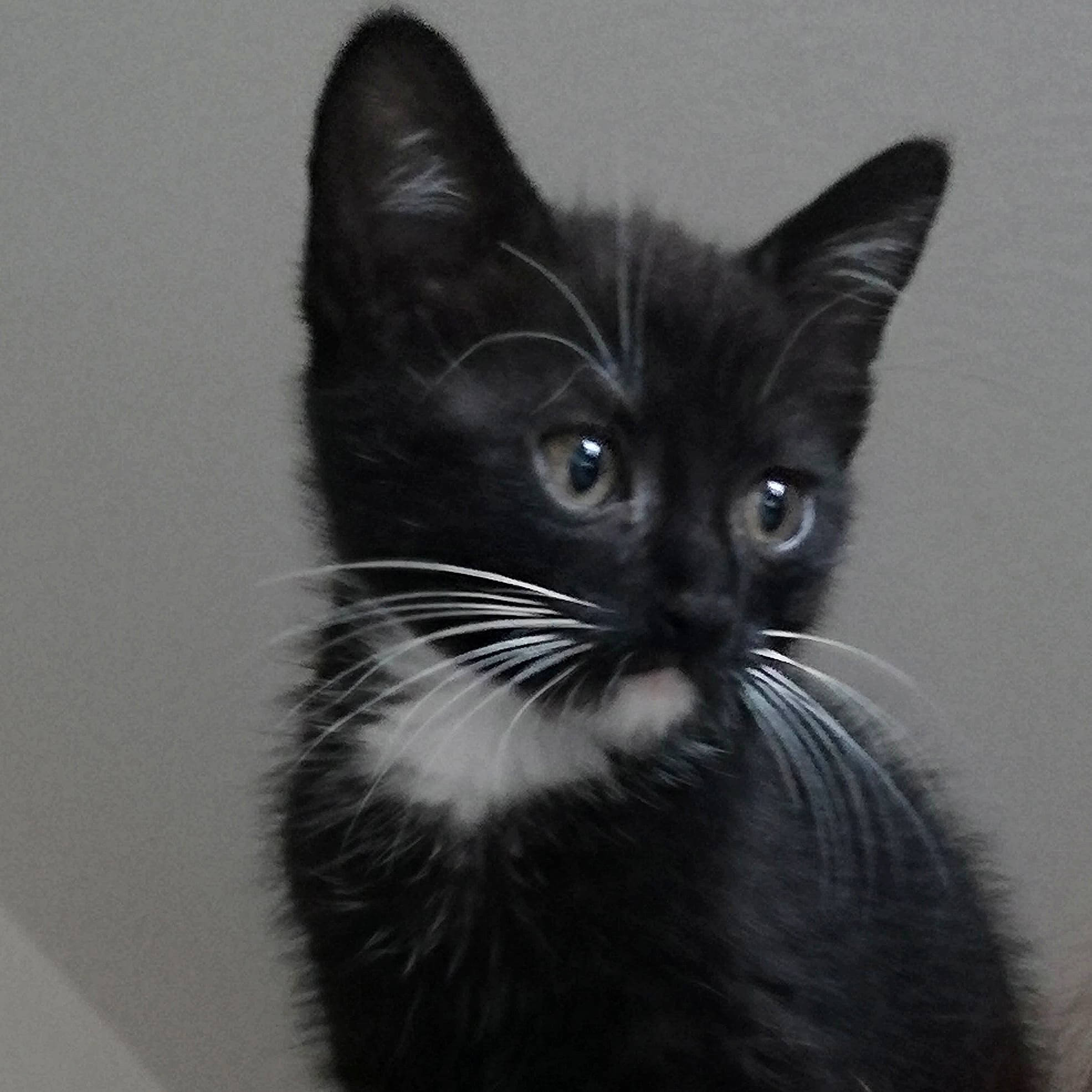 Damon participe au concours pour gagner de l'argent avec cette photo : asian, black, black_and_white, black_cat, carnivore, cat, domestic_short_haired_cat, ear, european_shorthair, eye, felidae, fur, kitten, mammal, ojos_azules, small_to_medium_sized_cats, snout, whiskers