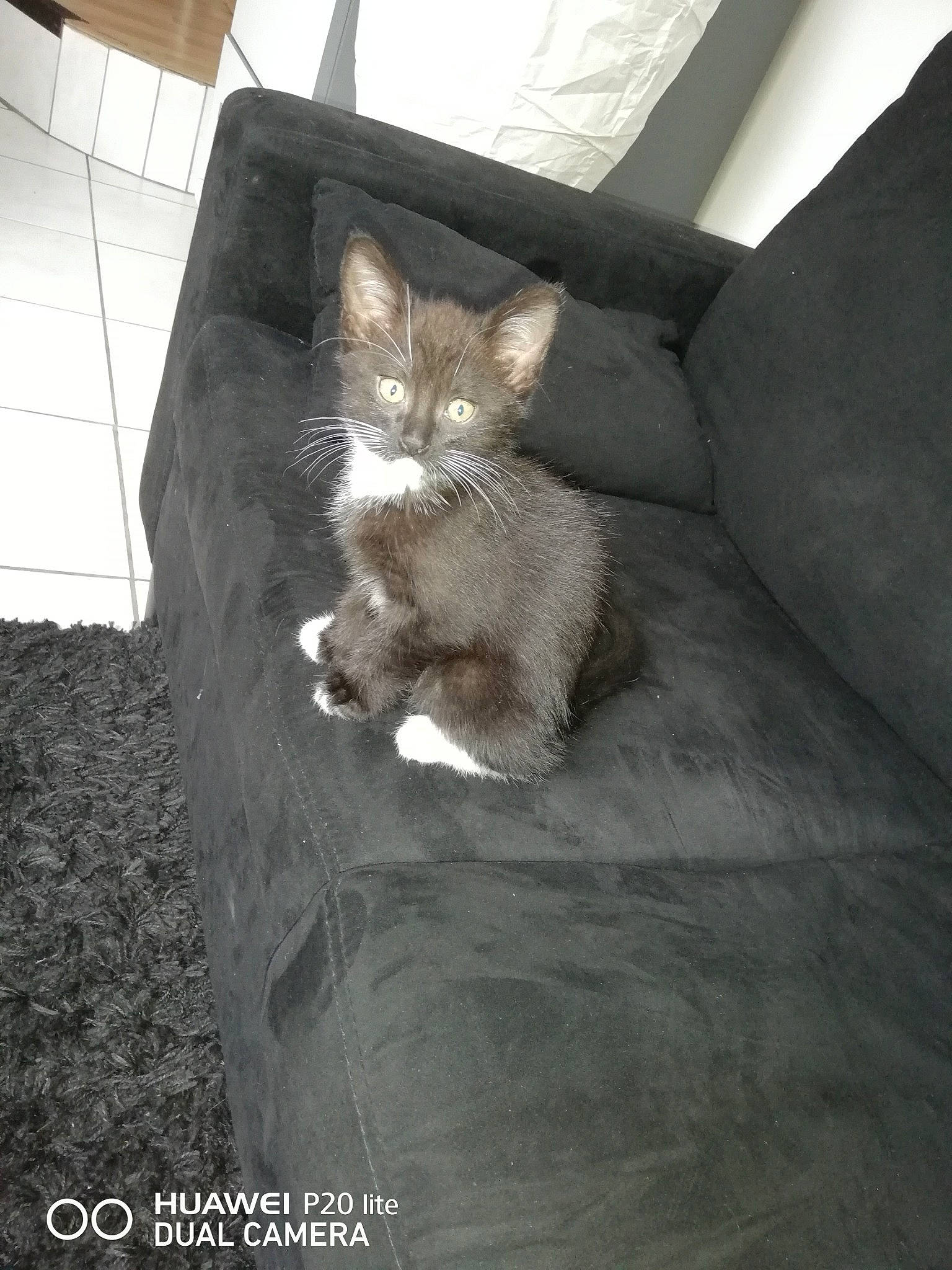 Damon participe au concours pour gagner de l'argent avec cette photo : carnivore, cat, fawn, felidae, kitten, small_to_medium_sized_cats, whiskers