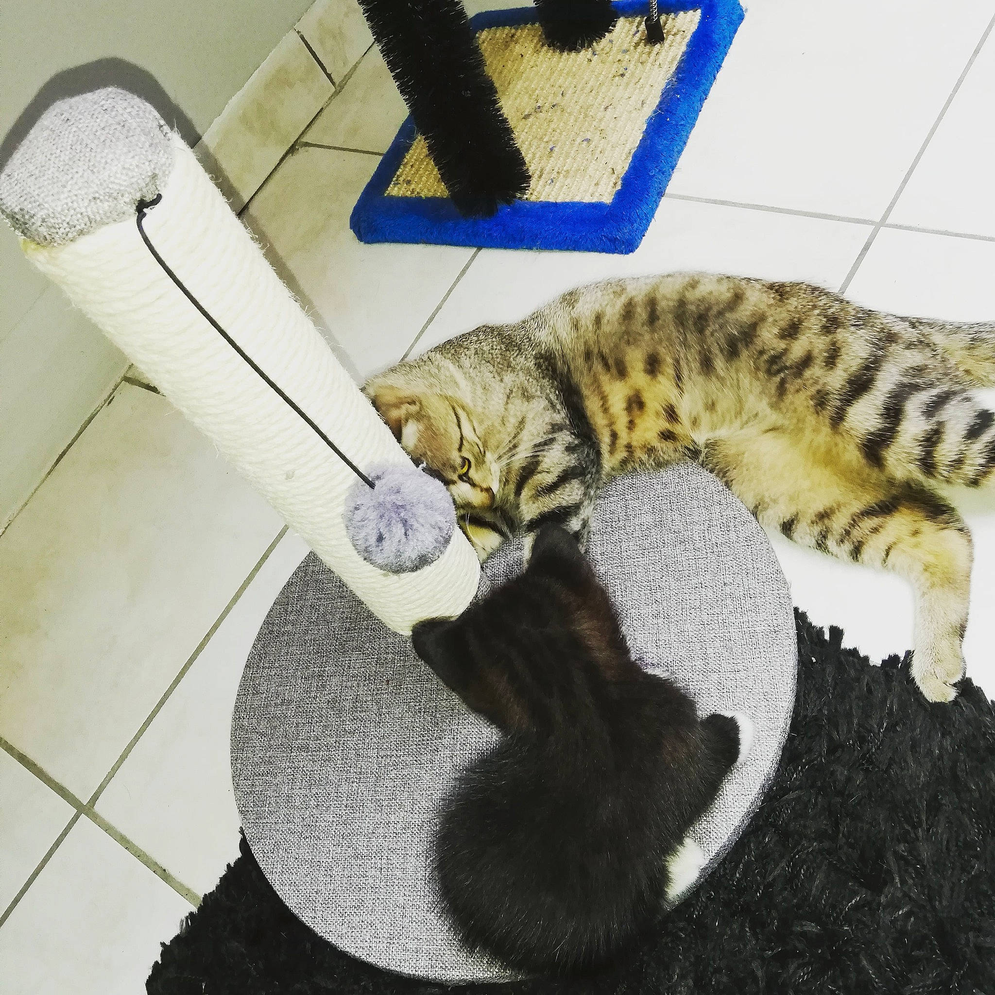 Damon participe au concours pour gagner de l'argent avec cette photo : american_shorthair, bengal, carnivore, cat, cat_supply, domestic_short_haired_cat, dragon_li, european_shorthair, felidae, fur, kitten, ocicat, paw, polydactyl_cat, small_to_medium_sized_cats, tabby_cat, tail, whiskers