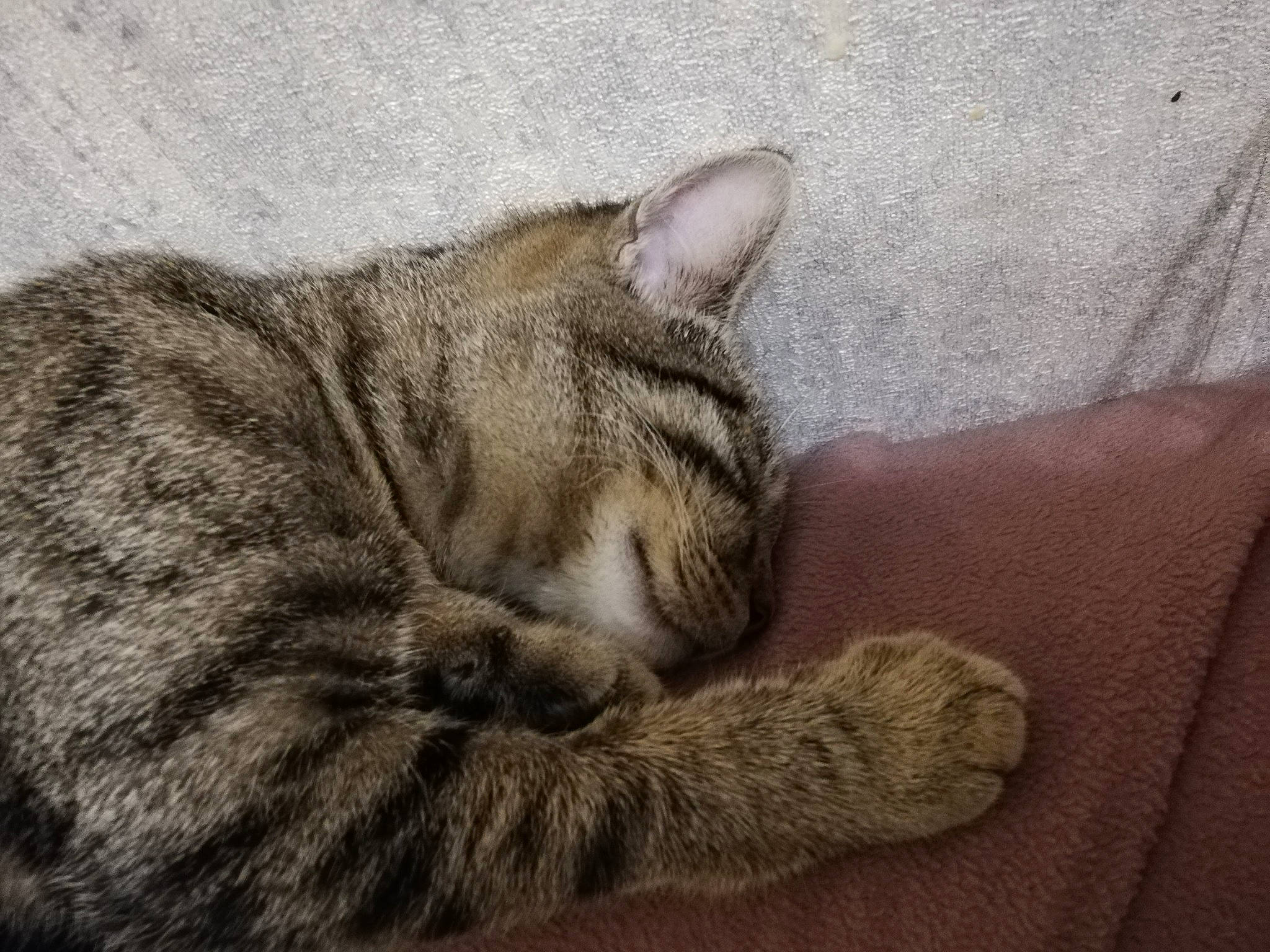 Lucifer participe au concours pour gagner de l'argent avec cette photo : american_shorthair, asian, california_spangled, carnivore, cat, domestic_short_haired_cat, dragon_li, ear, egyptian_mau, european_shorthair, felidae, fur, kitten, mammal, nap, sleep, small_to_medium_sized_cats, snout, tabby_cat, whiskers