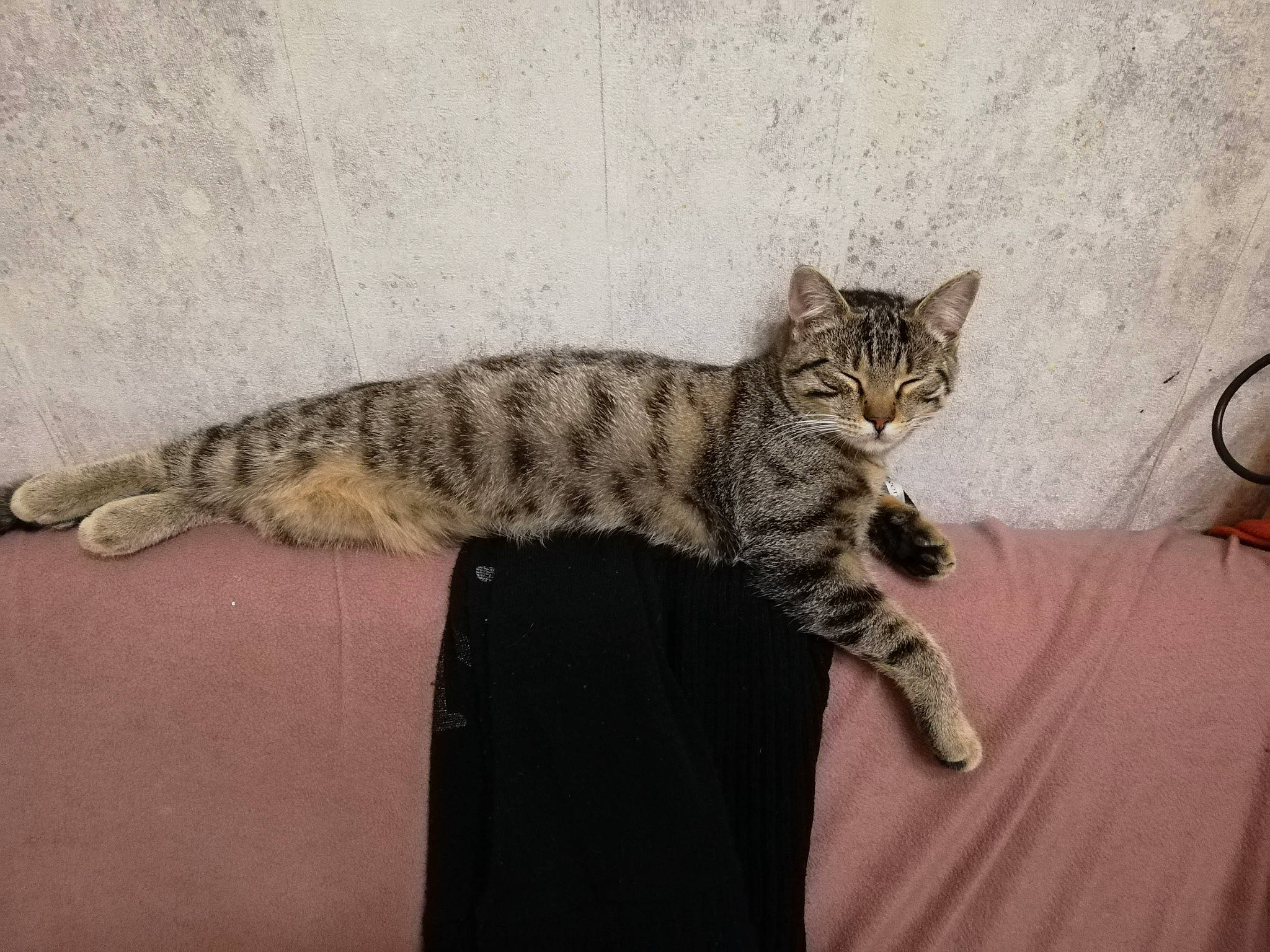 Lucifer participe au concours pour gagner de l'argent avec cette photo : american_shorthair, asian, bengal, california_spangled, carnivore, cat, domestic_short_haired_cat, dragon_li, egyptian_mau, european_shorthair, felidae, kitten, mammal, ocicat, pixie_bob, small_to_medium_sized_cats, tabby_cat, vertebrate, whiskers, wild_cat