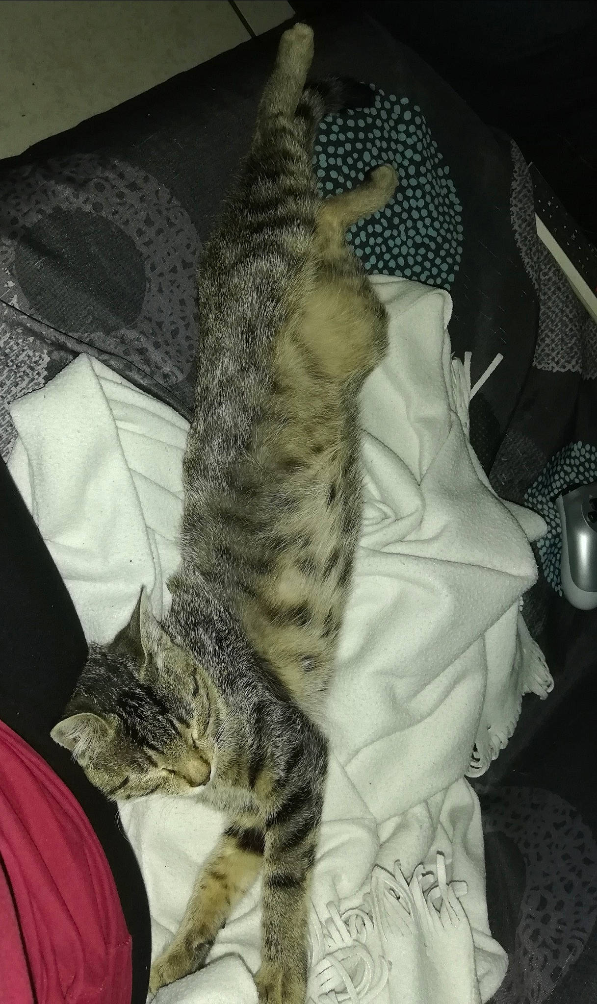 Lucifer a rejoint le concours — aidez-le/la à gagner de superbes lots ! american_shorthair, asian, bengal, california_spangled, carnivore, cat, domestic_short_haired_cat, dragon_li, egyptian_mau, european_shorthair, felidae, kitten, mammal, ocicat, pixie_bob, savannah, small_to_medium_sized_cats, tabby_cat, vertebrate, whiskers