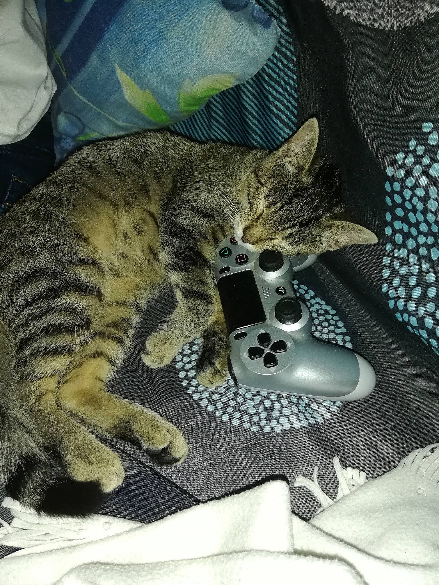 Lucifer a rejoint le concours — aidez-le/la à gagner de superbes lots ! american_shorthair, asian, california_spangled, carnivore, cat, domestic_short_haired_cat, dragon_li, egyptian_mau, european_shorthair, felidae, kitten, mammal, ocelot, ocicat, pixie_bob, small_to_medium_sized_cats, tabby_cat, toyger, whiskers, wild_cat